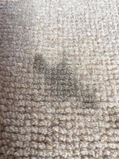 mildew-carpet-stain-before4