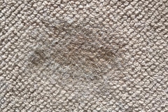 mildew-carpet-stain-before