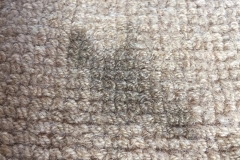 mildew-carpet-stain-before4