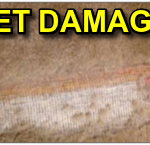 PET DAMAGE los angeles ca