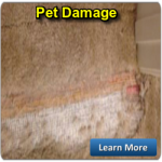 PET DAMAGE Los Angeles CA