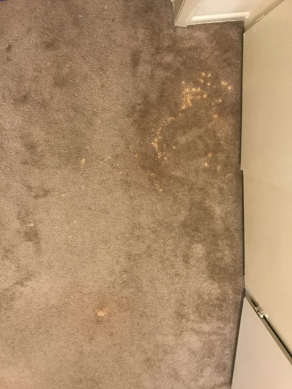 Bleach Spot Dye Repair - (310) 736-2018 Revive Carpet Repair