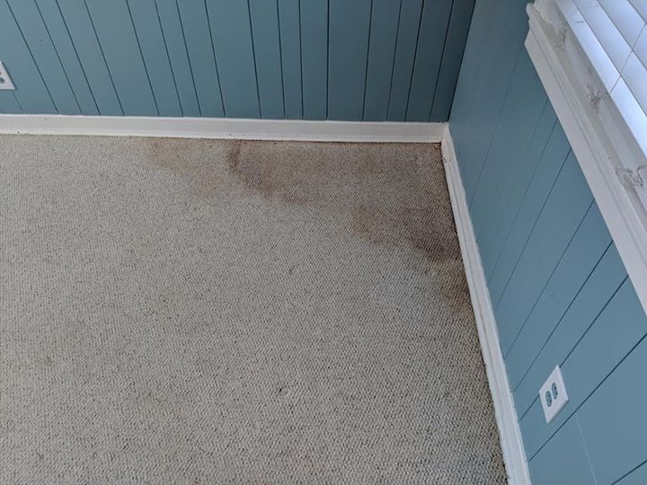 Cellulosic Browning Why Did My Carpets “Brown” After Carpet Cleaning