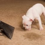 cleaning-dog-urine-out-of-carpet