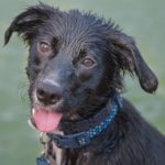 wet-dog-smell