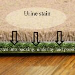 pet urine penetrates to pad and substrate