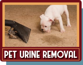 Pet urine removal