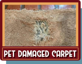 pet damaged carpet